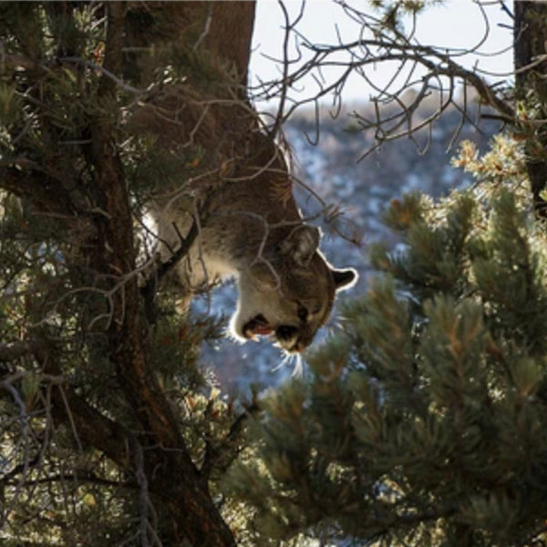 First Mountain Lion in a tree